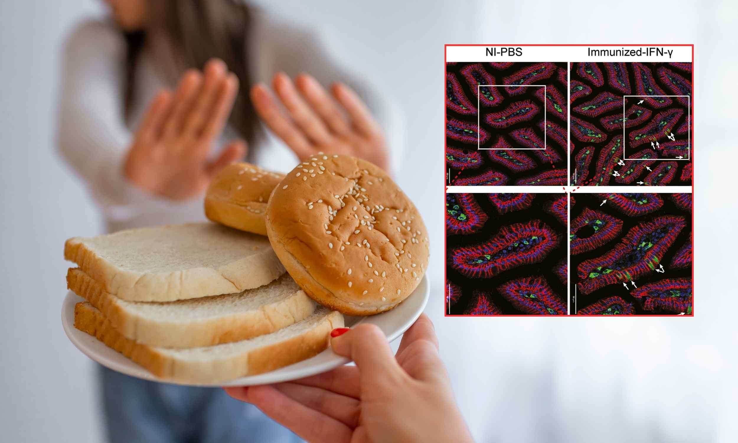 Scientists identify the exact location in the body where gluten causes an immune system response