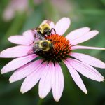 Bees spread positive emotions just by watching each other