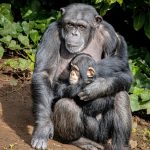 How a violent clash between chimpanzees ended in a baby boom