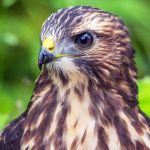 Billions of birds depend on the 'Five Great Forests' that are now vanishing