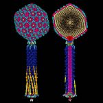 Ancient phage viruses may hold the key to defeating superbugs