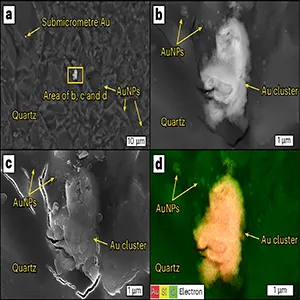 Results from the uncoated quartz gold nanoparticle (AuNP) experiment. (A) BSE image of AuNPs on the quartz surface exhibiting localized clustering. (B) BSE image of the area outlined in a. (C) SE image of the square area outlined in a. (D) EDS image of the square area in a highlighting the chemistry of sample area. BSE, backscattered electron; SE, secondary electron; EDS, energy-dispersive spectroscopy. Credit: Nature Geoscience