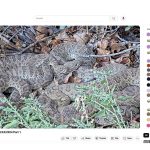 A camera focused on a hill in Colorado… and millions of people watched live as the “most hated” snakes behaved like loving mothers