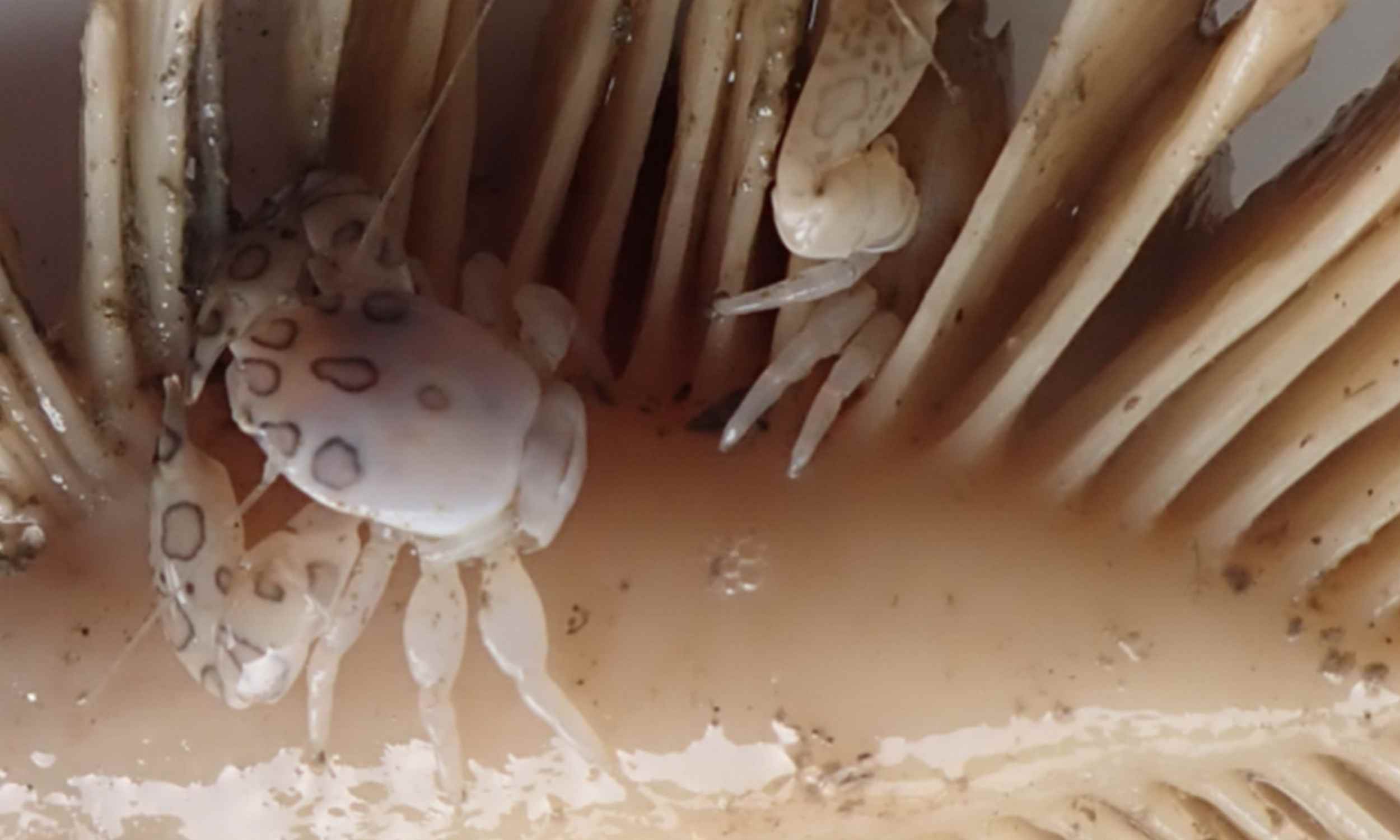 Deep-sea surveys uncover two new species in Australian waters