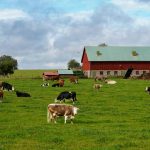 A simple soybean is revolutionizing a Michigan farm and saving its owners tens of thousands of dollars a month