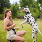 Dog 'ADHD' impacts learning, but small changes can help