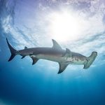 Sharks and rays have been declining for 45 million years