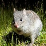 Bettongs can bite through seeds that would break other animals’ jaws