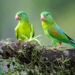 Parakeets avoid danger by easing into friendships