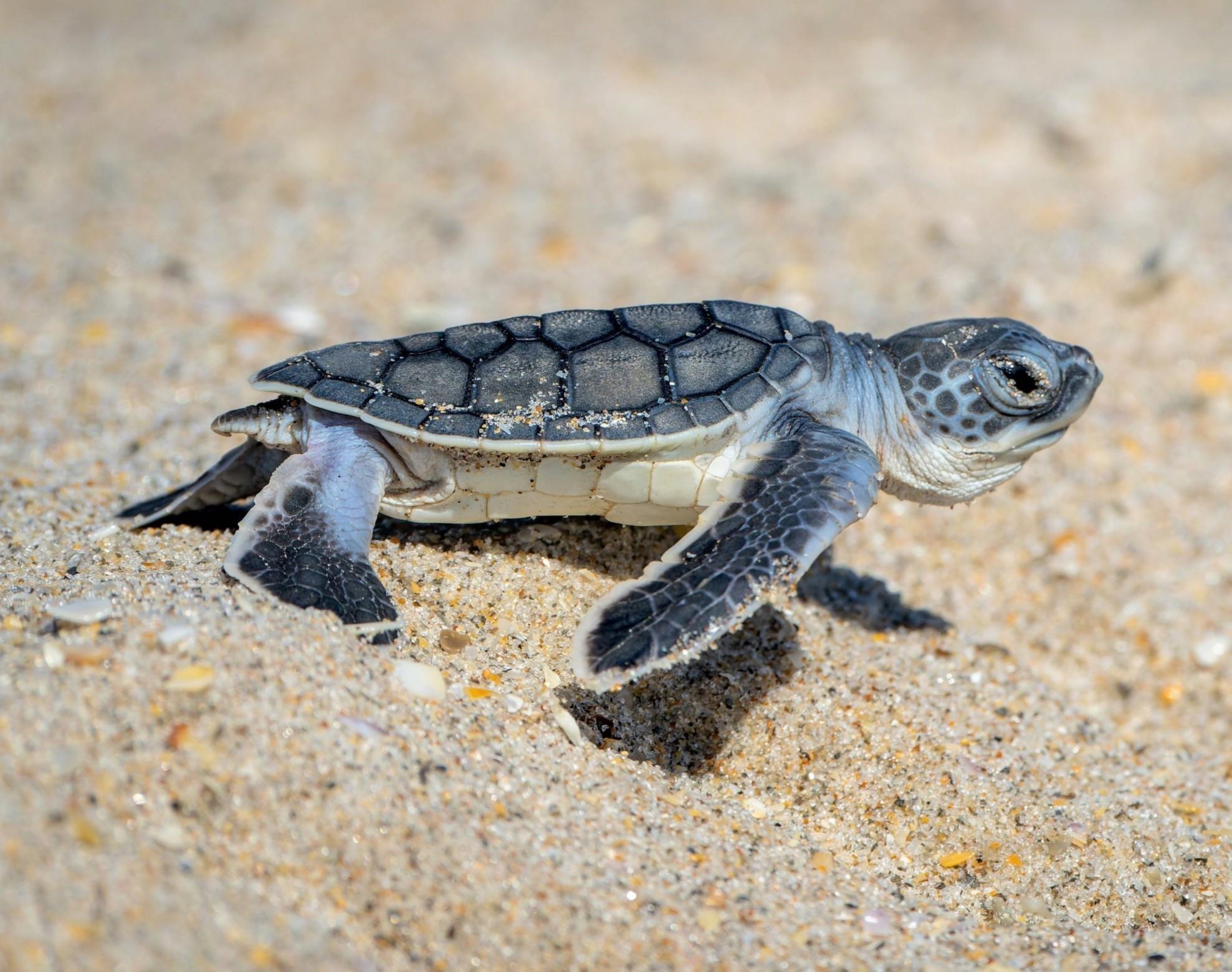 Baby sea turtles sensing Earth's magnetic field