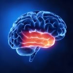 Your brain slices speech into words faster than you blink