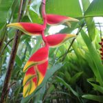 Rainforest leaves may handle heat better than we predicted