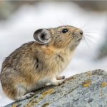 Young pikas are quietly vanishing in the Rocky Mountains