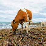 Seaweed rewires cow guts to dramatically slash methane