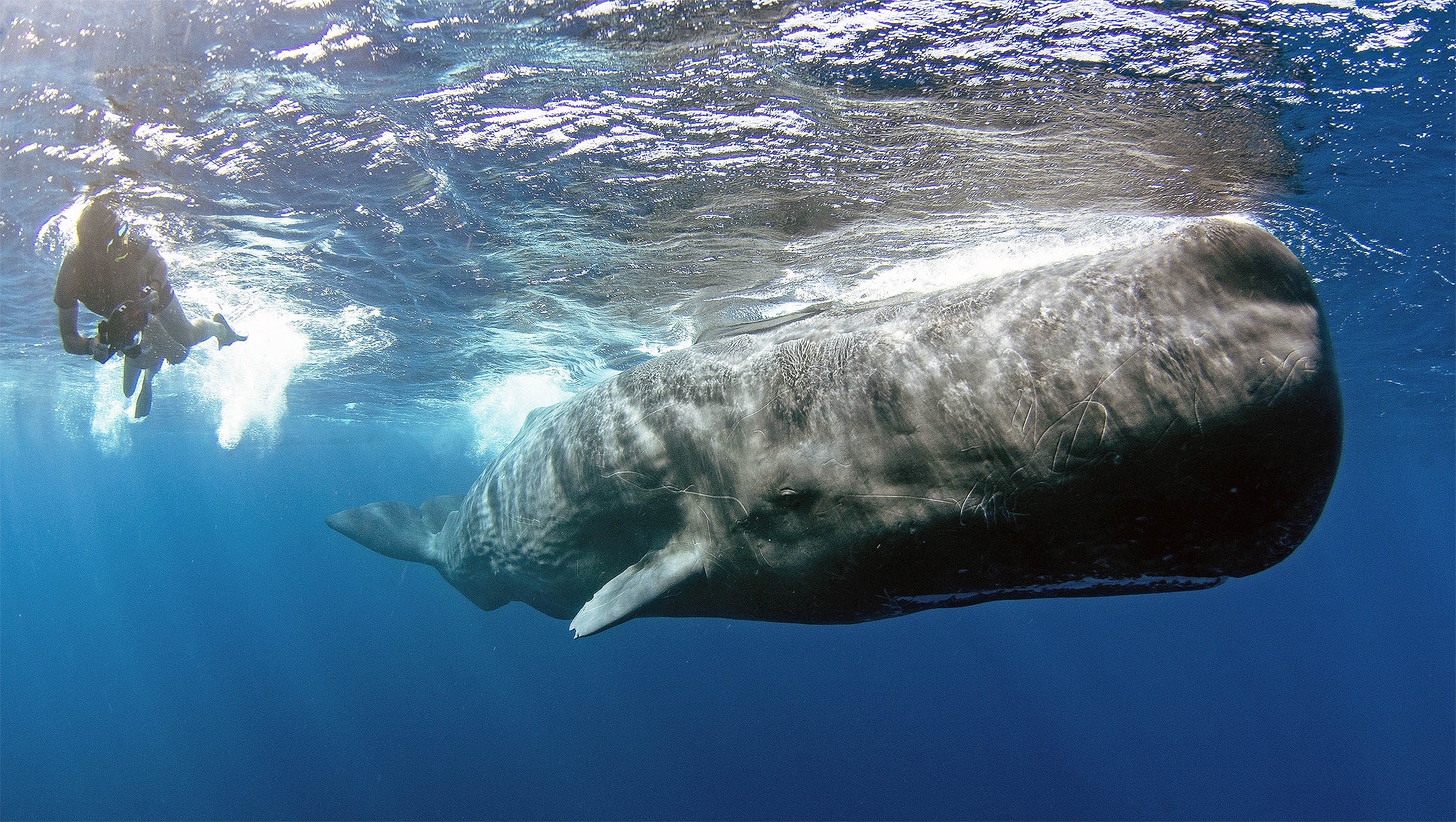 Breakthrough declared in deciphering whale language and their 'click code'