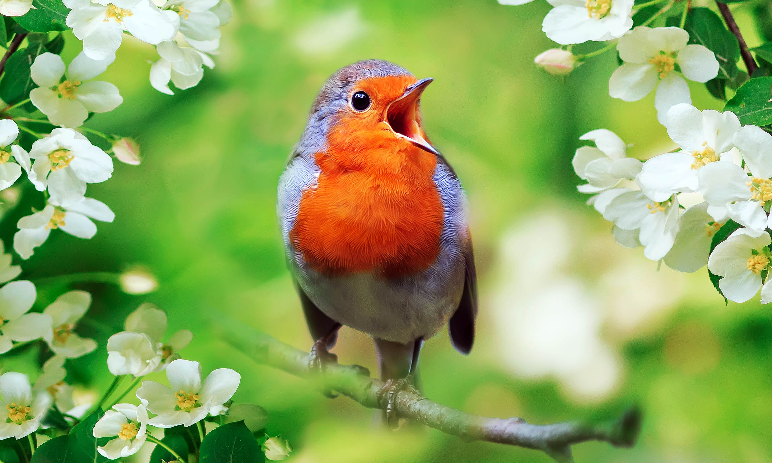 Study learns the real reason why birds sing so intensely at dawn