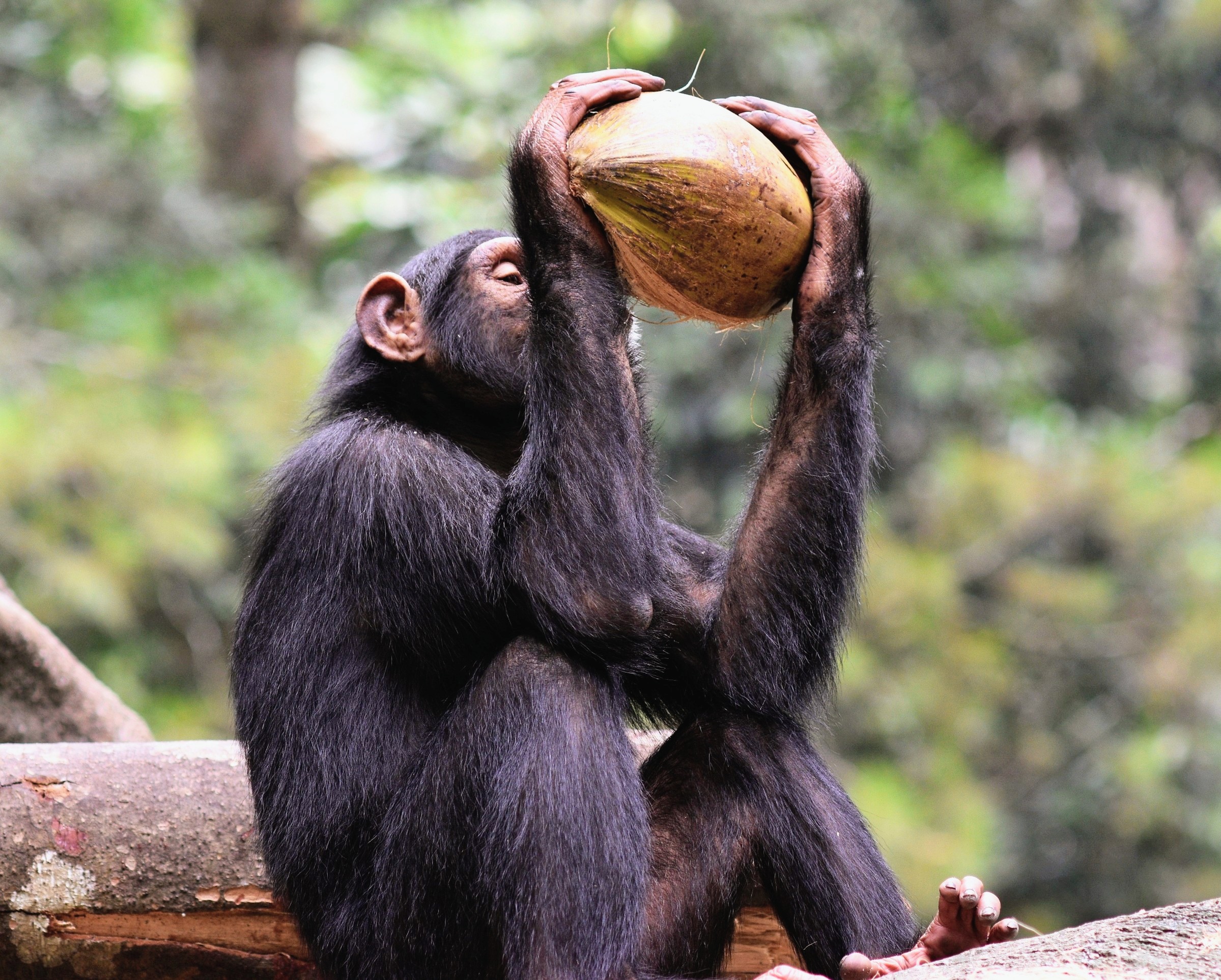 Chimpanzees weigh evidence before making decisions, just like humans