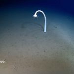 An expedition records nearly 30,000 animals in Japan's deepest trenches: a world never seen before