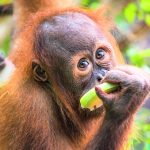 Orangutans need years of guidance to learn what’s safe to eat