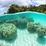 Ocean acidity is altering coral reefs and helping algae take over