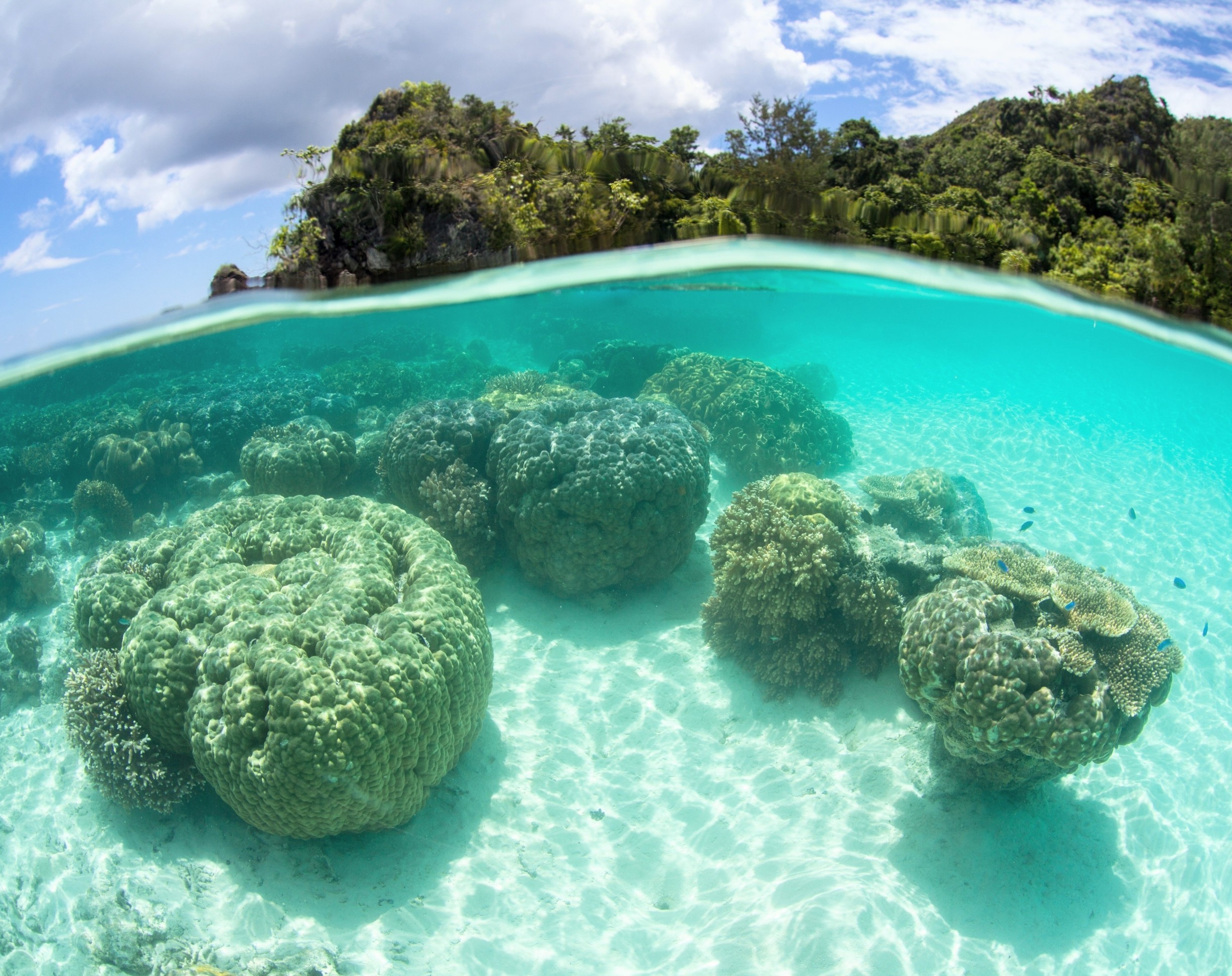 Ocean acidity is altering coral reefs and helping algae take over