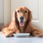Homemade dog food often lacks what pets need to stay healthy