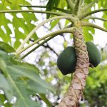 Papaya plant molecule, papain, could drive a new wave of drugs and biotechnology