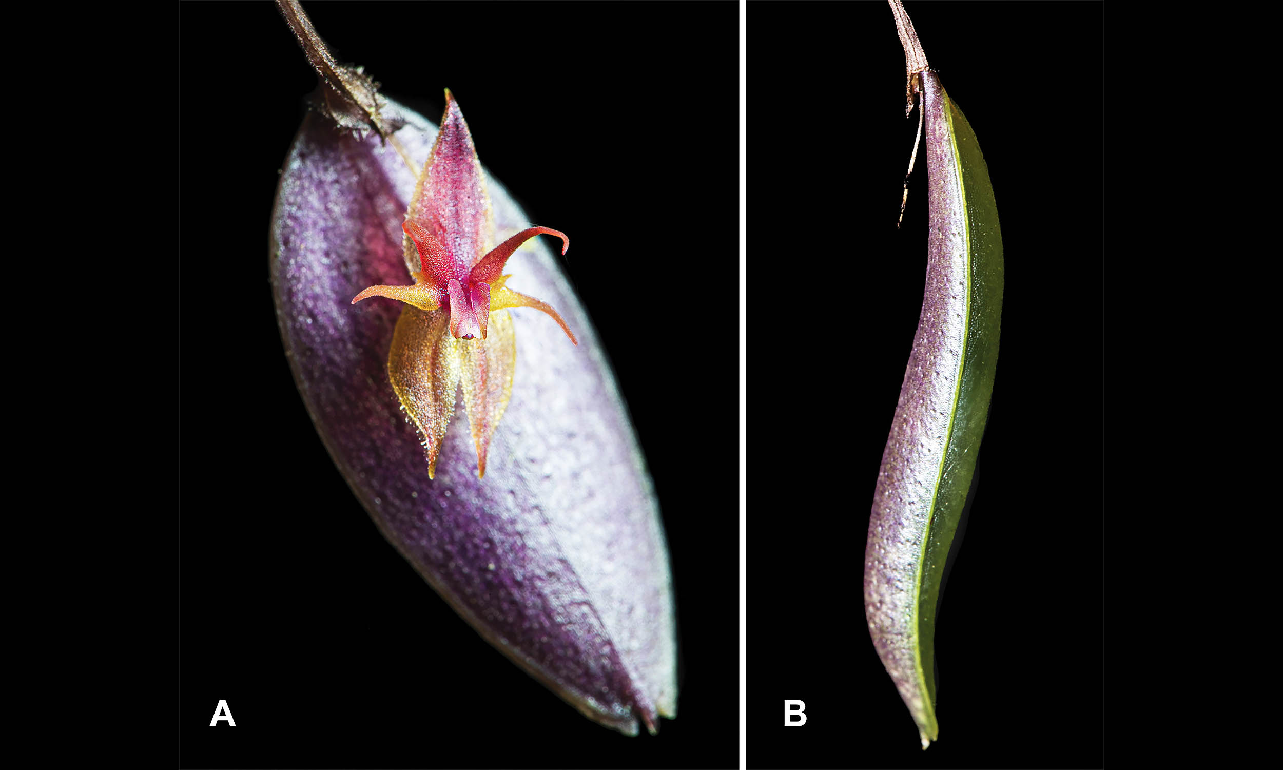 Newly-discovered orchid is already on the brink of extinction
