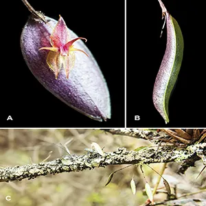 Lepanthes nasariana J.S.Moreno & Hazzi in vivo, Roncesvalles, Tolima. A. Flower, frontal view; B. Leaf, showing its thick, succulent morphology; C. Habit of the plant in situ, showing the growth form and habitat. Photographs by J.S. Moreno.