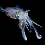 ‘Living fossil’ reveals ancient link between squids and octopuses