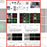 Scientists detect that repetitive DNA is activated in microgravity and pushes stem cells towards accelerated ageing