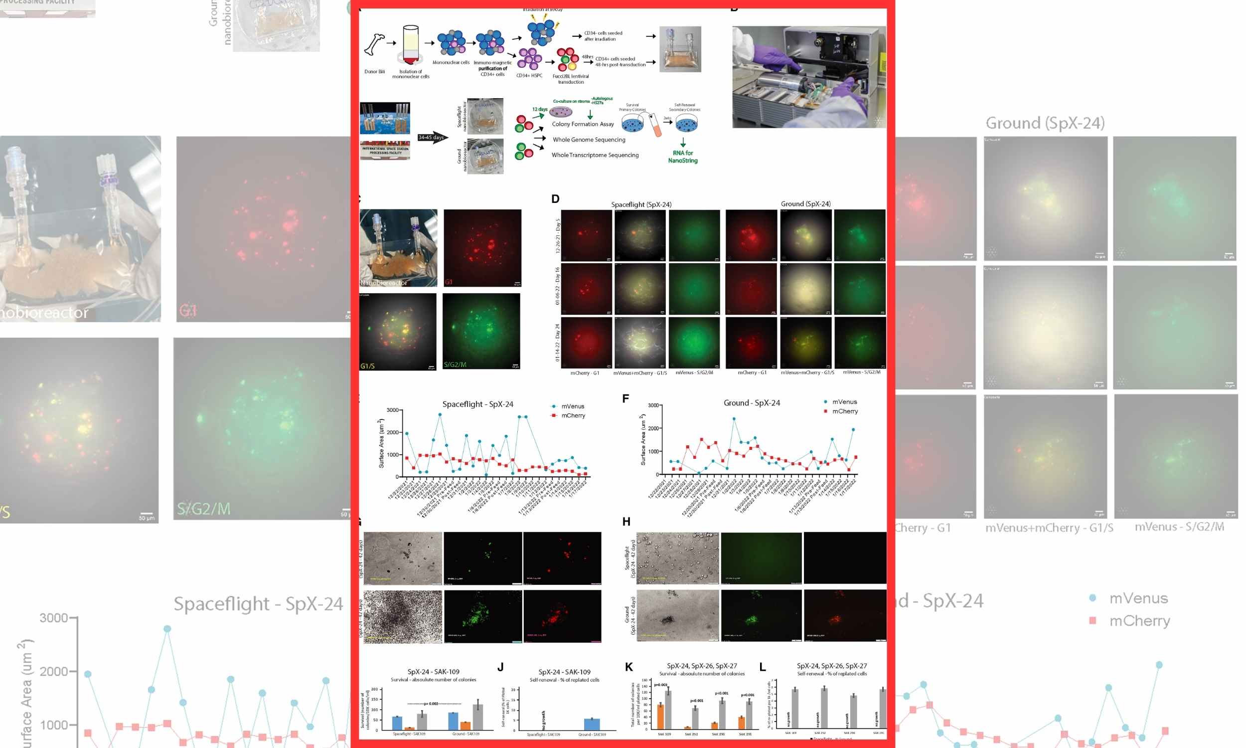 Space travel pushes human stem cells into an accelerated aging pattern