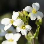 Plants have genetic tricks to survive wild nutrient swings