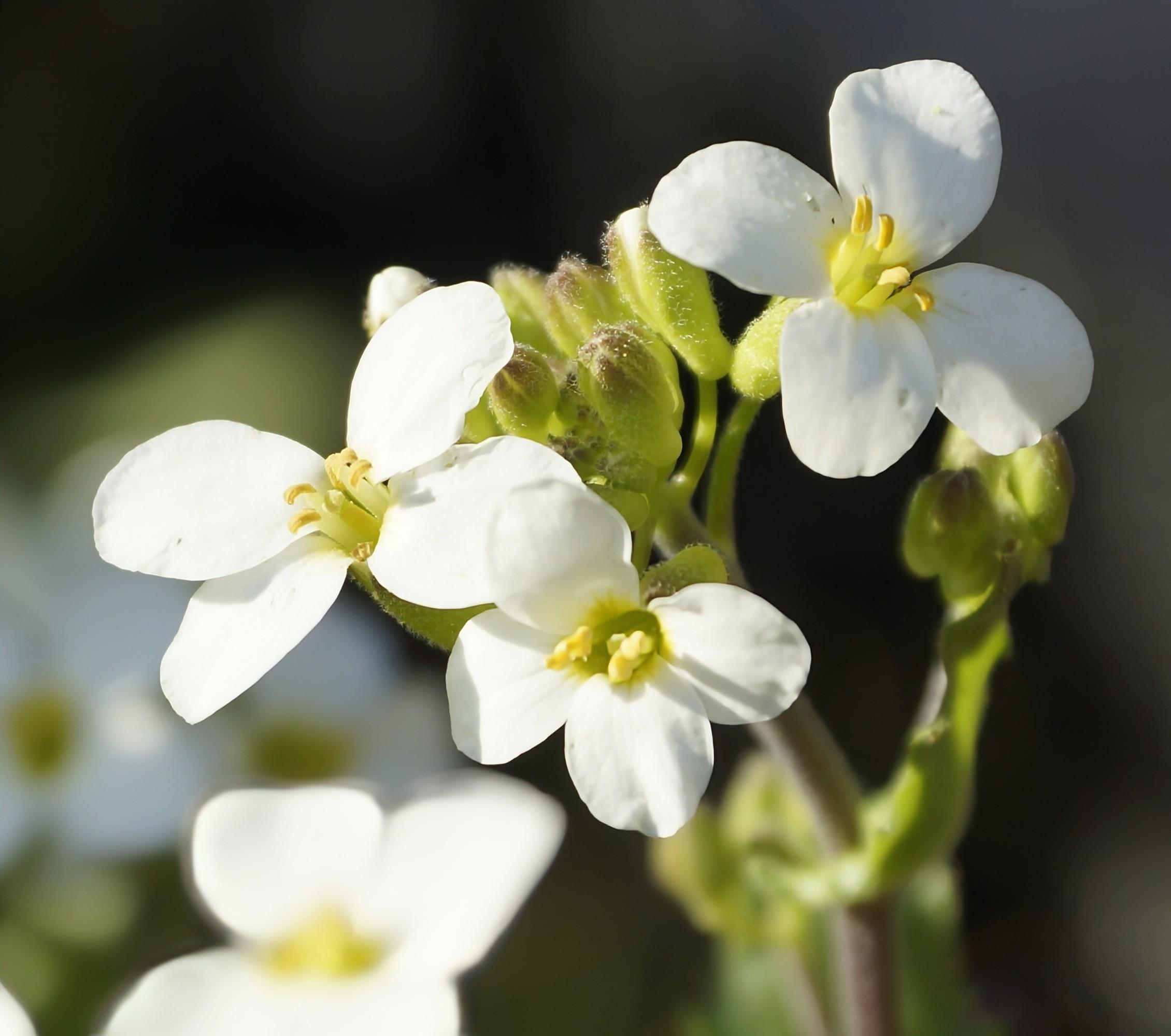 Plants have genetic tricks to survive wild nutrient swings
