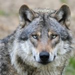 Most modern dogs carry hidden wolf DNA - even chihuahuas