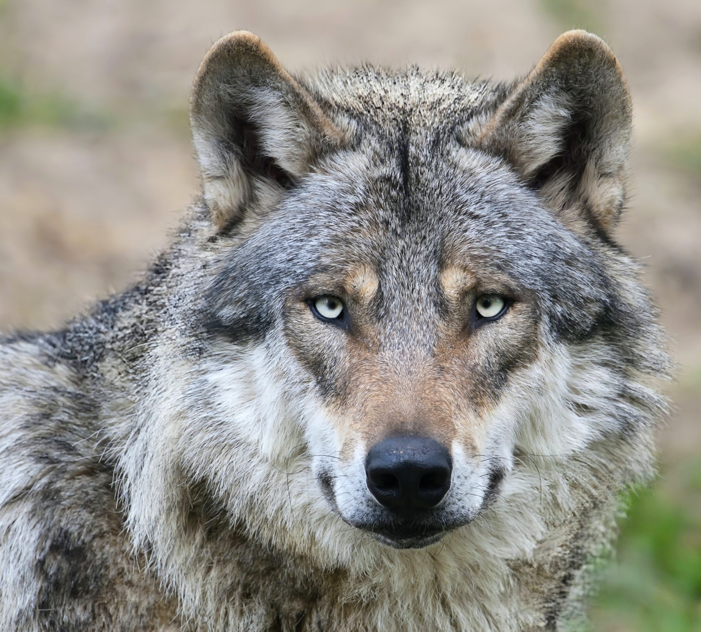 Most modern dogs carry hidden wolf DNA even chihuahuas(02)