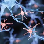 Eating fewer calories helps the aging brain rewire itself