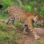 How four predators manage to coexist in one rainforest