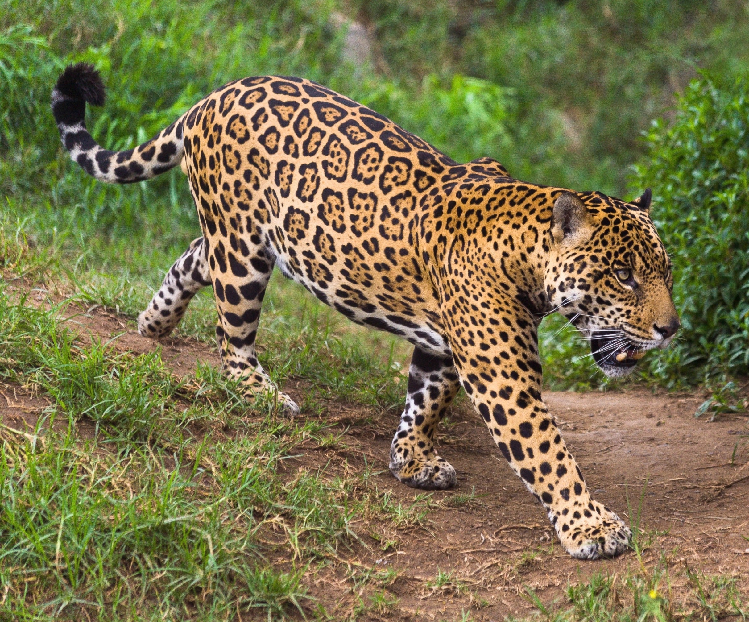 How four predators manage to coexist in one rainforest