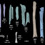 Neanderthals targeted women and children for cannibalism