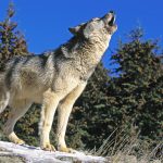 Gray wolves lived with ancient humans on a tiny island, upending the dog domestication debate