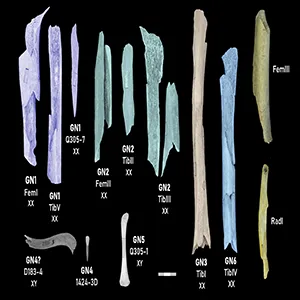 Neandertal specimens from the Troisième caverne of Goyet included in this study. Genetic sex determinations: XX indicates female, XY indicates male. Specimens belonging to the same individual are shaded in the same color. Credit: Scientific Reports