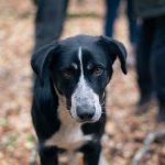 What do the dogs of Chernobyl and Jurassic Park have in common?