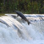 How scientists are tracking salmon with air samples