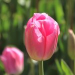 Why glossy flower petals are so rare and risky