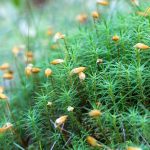 Moss spores are launching weeks earlier due to climate warming