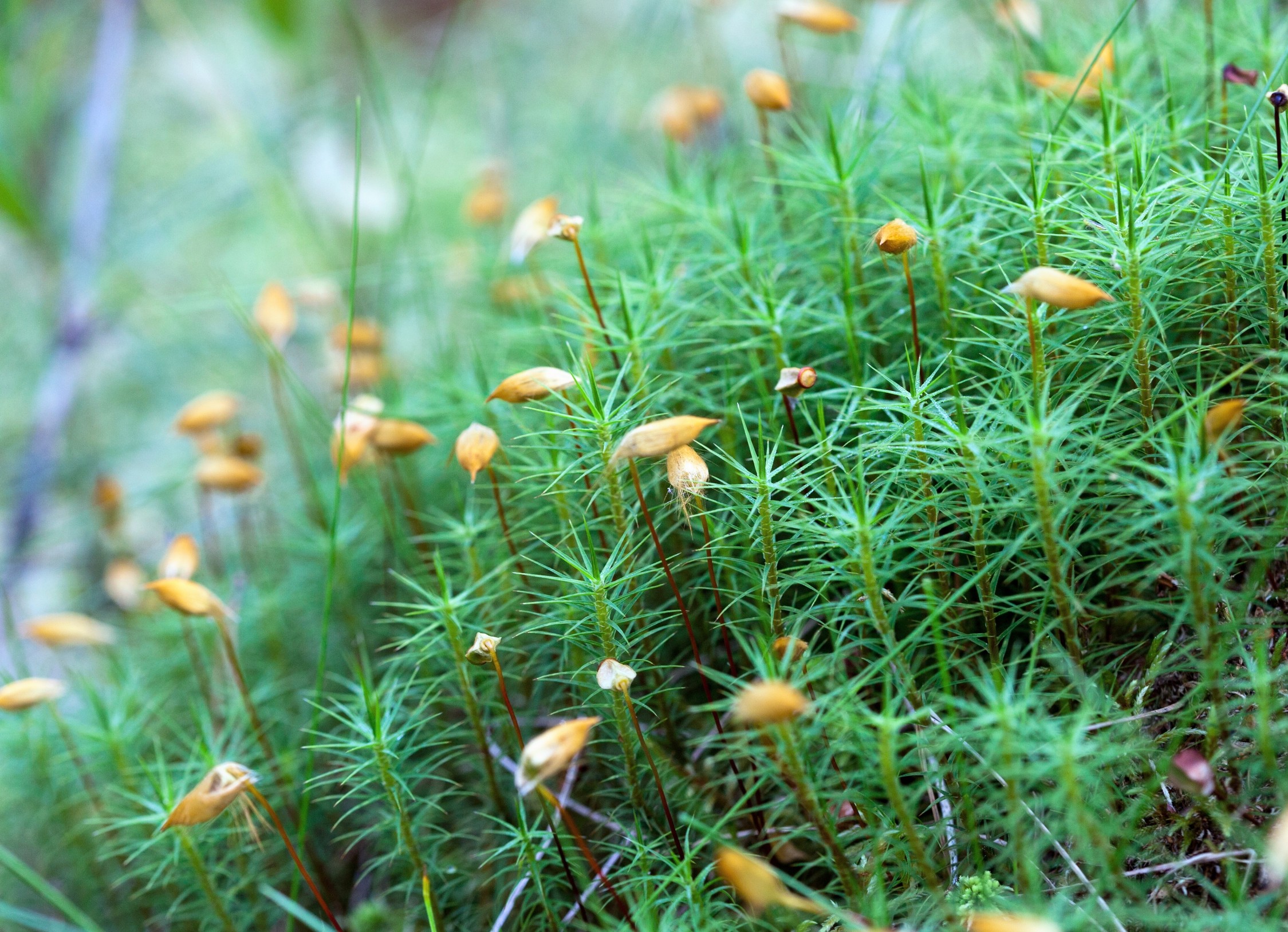 Moss spores are launching weeks earlier due to climate warming
