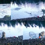 Wolves in the wild seem to have learned how to use tools. Credit: Ecology and Evolution