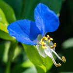 Urban heat is driving explosive evolution in a wild plant