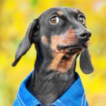 If your dog doesn't like someone, there is a very good reason - dogs can smell stress in humans